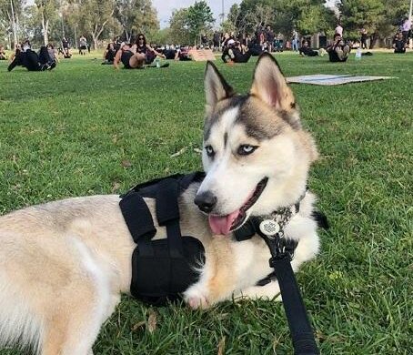 Er hat drei Beine, aber ein großes liebevolles Herz: die Geschichte von Husky Tras