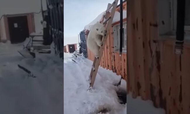 Bär. Quelle: Youtube Screenshot