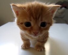 Rothaariges Kätzchen. Quelle: Screenshot Youtube