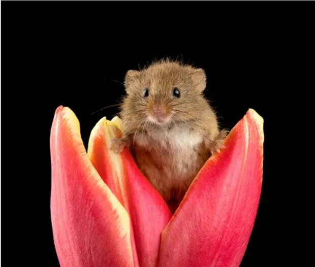 Der Fotograf filmte, wie sich Baby-Mäuse in Tulpen verstecken
