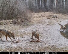 Einzigartige Fotos von Tschernobyls Wasserstelle: Jagd, Hochzeitsspiele und Durst