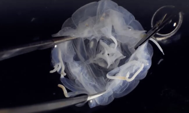 Tripedalia. Quelle: Screenshot YouTube