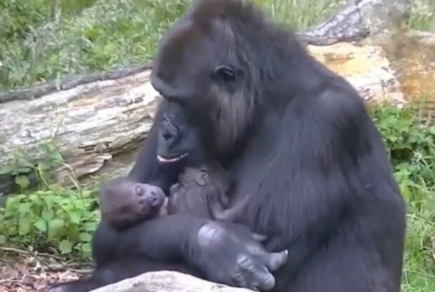 Ein berührender Ausdruck mütterlicher Liebe. Quelle: Screenshot YouTube