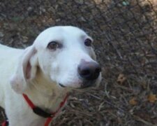 Die Geschichte von Gumby, einem Hund, der selbst elf Mal vor den Besitzern ins Tierheim gerannt ist