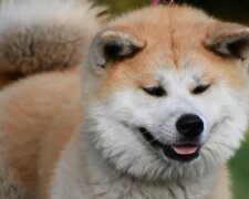 Der Hund. Quelle:Screenshot YouTube