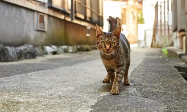 Eine verwilderte Katze kam zu Menschen, als ihre Kätzchen Hilfe brauchten