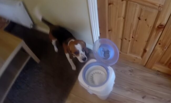 Hund-Helfer. Quelle: Screenshot Youtube