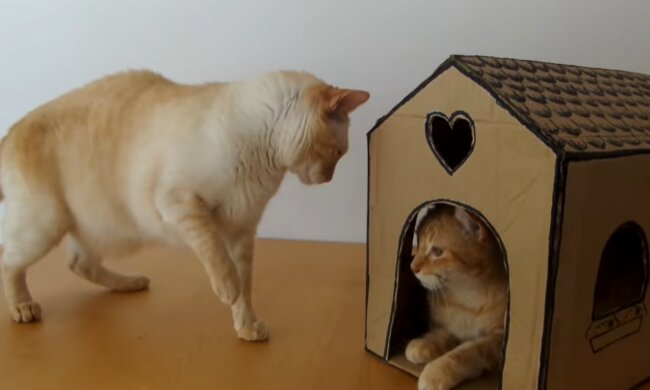 Ein Zuhause für Katzen. Quelle: YouTube Screenshot