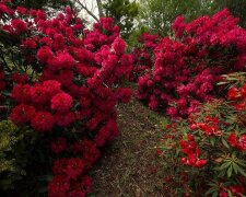 Bezaubernder Garten in Neuseeland