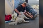„Ein Zelt, ein Husky, kein Dach – und trotzdem nicht gebrochen. Quelle: Youtube