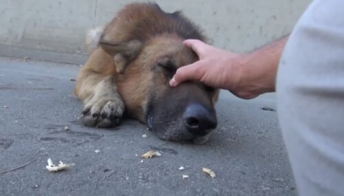 Als eine gleichgültige Person zum ersten Mal Hund streichelte, weinte der Hund