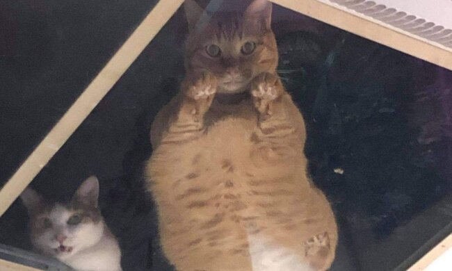 Ein Ladeninhaber machte eine Glasdecke für die Katzen, die auf dem Dachboden des Ladens wohnten