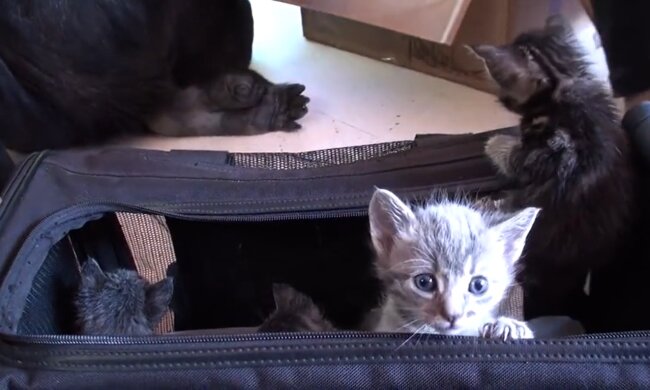 Babykatze. Quelle: Youtube Screenshot