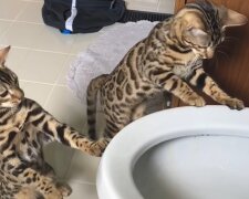 Bengalkatzen. Quelle: Youtube Screenshot