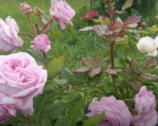 Blumen. Quelle: Screenshot YouTube
