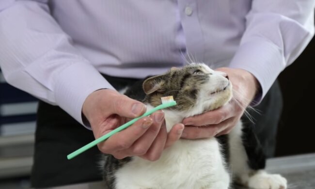 Zähneputzen bei Katzen? Quelle: Youtube Screenshot