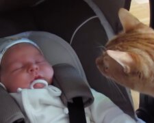 Junge und eine Katze. Quelle: YouTube Screenshot