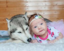 Das Mädchen wurde geboren und wächst in einem Rudel Huskys, die ihre Familie wurden