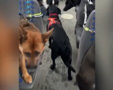 Hunde im Bus. Quelle: Youtube Screenshot
