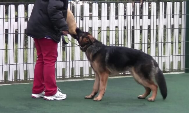 Eine Hündin brachte im Tierheim neun Welpen zur Welt: Die Babys haben ein Zuhause gefunden und jetzt sucht man einen Besitzer für Mama