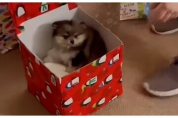 Welpe als Geschenk. Quelle: Youtube Screenshot