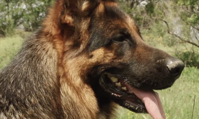 Hund. Quelle: Screenshot YouTube