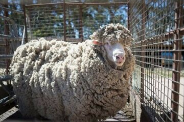In Australien ging ein Widder, der seit vier Jahren nicht mehr geschnitten worden war, an die Menschen, um die Hilfe zu bitten