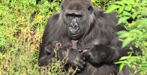 Gorillamutter mit dem Baby. Quelle: Youtube Screenshot