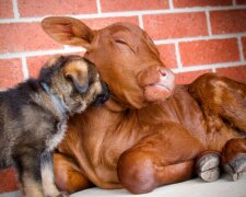 Das Kalb ist mit den Hunden aufgewachsen und betrachtet sich nun aufrichtig als Hund