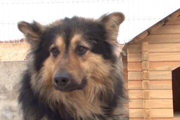 Der Hund. Quelle: Screenshot YouTube