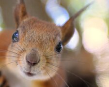 Das kleine Eichhörnchen war aus einem hohlen Baum gefallen und brauchte Hilfe