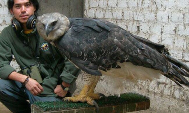 Wie sieht eine südamerikanische Harpyie aus, die wie ein Mensch aussieht