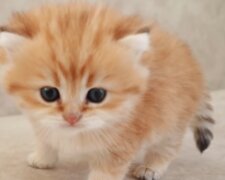 Kleines Kätzchen. Quelle: YouTube Screenshot