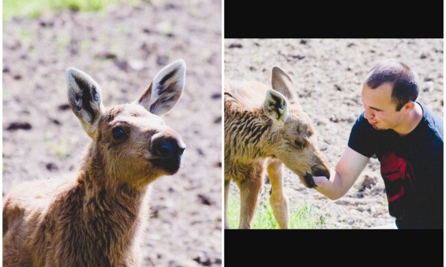 Erikas Plukas und Elchbaby. Quelle: Screenshot Youtube