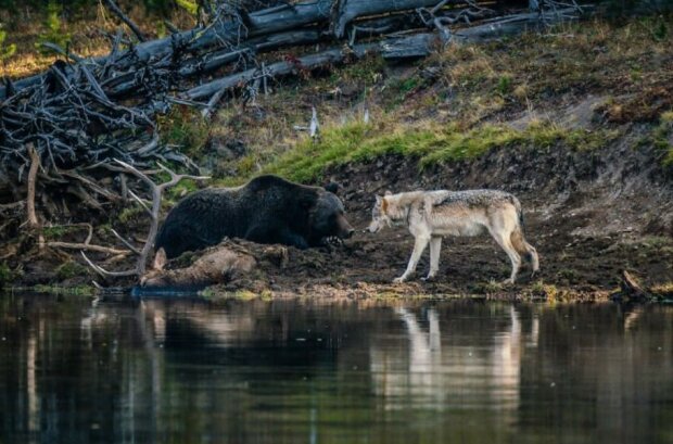 Begegnung von den Raubtieren in der Wildnis: ein Grizzlybär und Wolf, die an einem Teich auf einander stießen