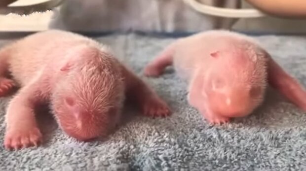 Freude des Tages: Der große Panda hat Zwillinge zur Welt gebracht