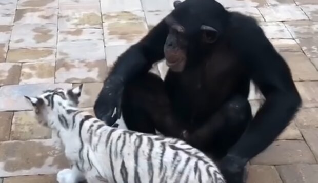 Schimpansin Anjana und weiße Tigerbabys. Quelle: YouTube Screenshot