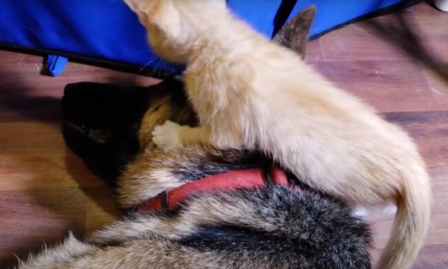 Der Mann kaufte ein Kätzchen und sein Deutscher Schäferhund nahm den neuen Gast nicht auf, aber später wurden sie Freunde