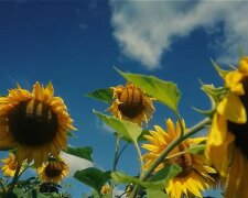 Sonnenblumen. Quelle: Youtube Screenshot