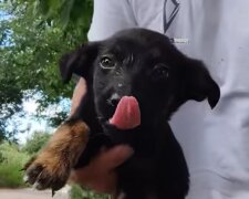 Obdachlose Hunde verdienen Liebe. Quelle: Screenshot YouTube