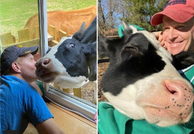 Echte Dankbarkeit: Die gerettete Kuh verbirgt ihre Liebe gegenüber dem Besitzer nicht