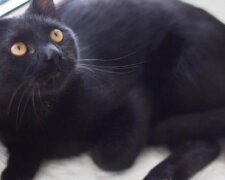 "Sie hat abgenommen und ist ein Vielfraß geworden": Schwarze Katze nach fünf Jahren Suche wieder zu Hause