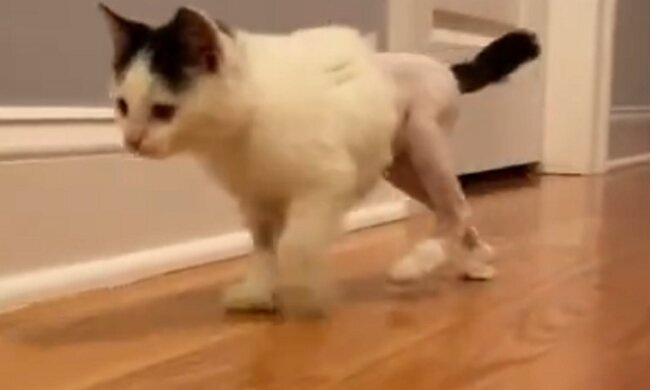 Die junge Frau half der Katze, die nicht laufen konnte, selbstbewusst zu gehen