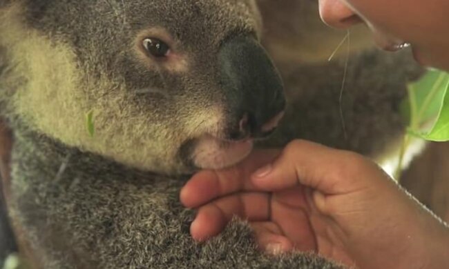 Gutes Herz: wie ein zehnjähriges Mädchen Dutzende von Koalas gerettet hat