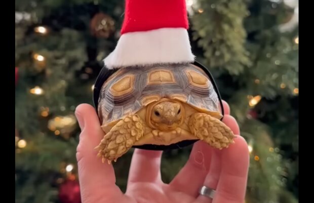 Charmantes Tierchen. Quelle: Screenshot YouTube