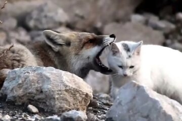 Fuchs wollte eine streunende Katze fressen, aber zwischen ihnen entstand eine echte Freundschaft