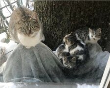 Als das Mädchen am frühen Morgen aus dem Fenster schaute, sah es eine gefrorene Katze mit drei Kätzchen und verließ sie nicht