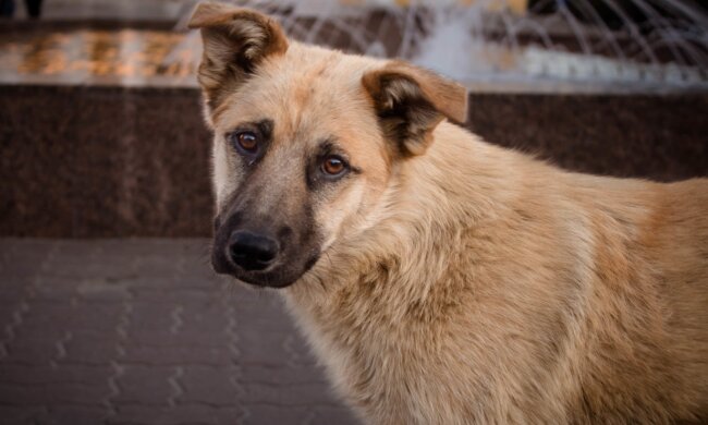 Jeden Tag kam ein Hund in meinen Laden und ich fütterte ihn, aber er fraß nicht, sondern nahm das Futter irgendwo weg: Ich beschloss, ihm zu folgen