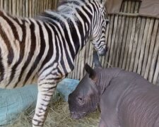 Nashorn und Zebra. Quelle: Screenshot YouTubee