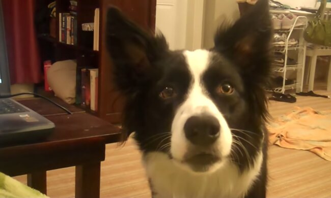 Border Collie. Quelle: Youtube Screenshot